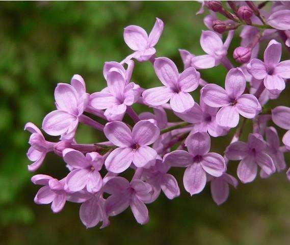 丁香属植物在风景园林中的应用