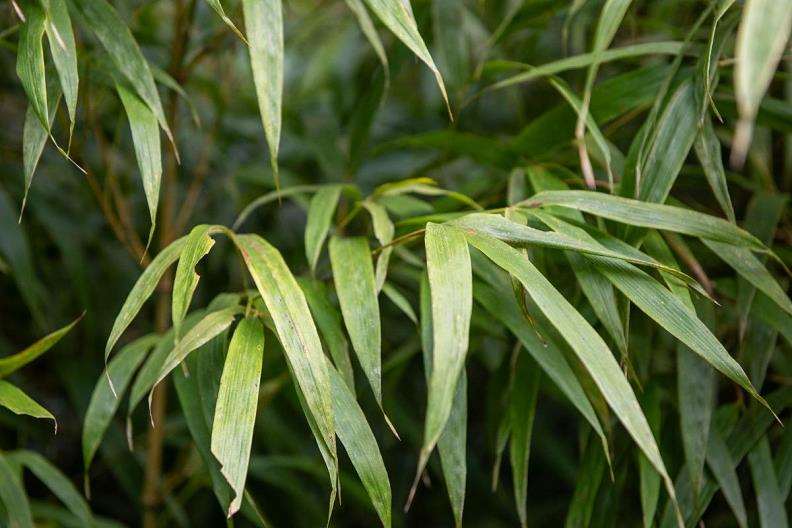 方竹属竹林培育技术