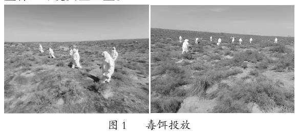 大沙鼠生物学特性及发生原因