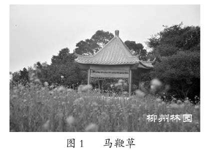 观赏草在柳州市园林绿化中的应用