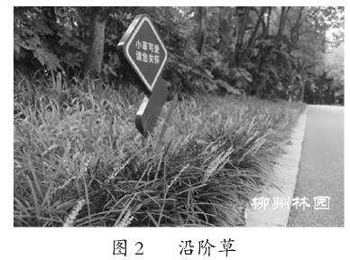 观赏草在柳州市园林绿化中的应用