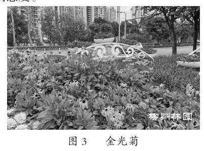 观赏草在柳州市园林绿化中的应用