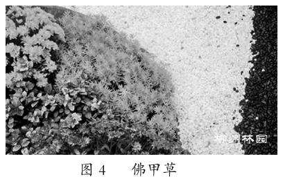 观赏草在柳州市园林绿化中的应用