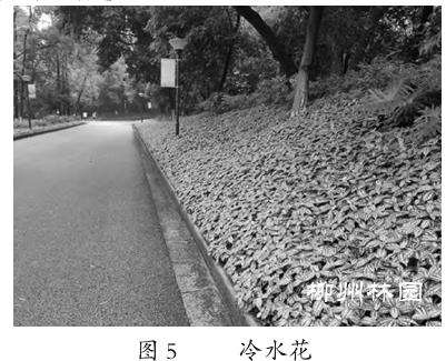 观赏草在柳州市园林绿化中的应用