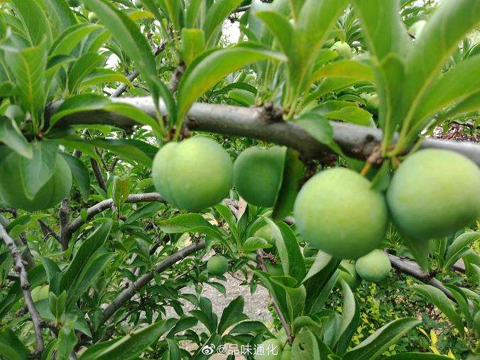 贵州地区李子树绿色标准化栽培技术