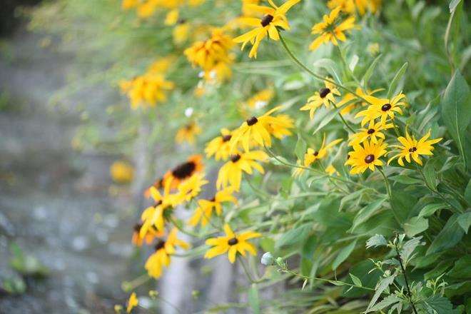 黑心菊怎么繁殖的3个方法