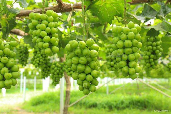 湖南省澧县阳光玫瑰葡萄促早栽培关键技术