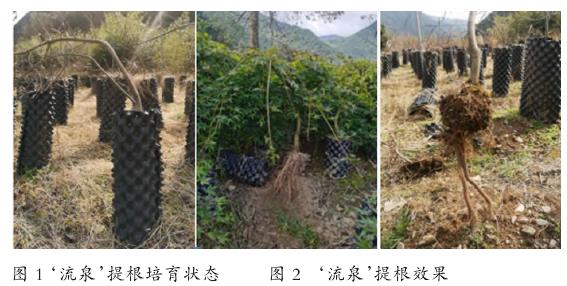 槭树园艺品种提根技术的实践