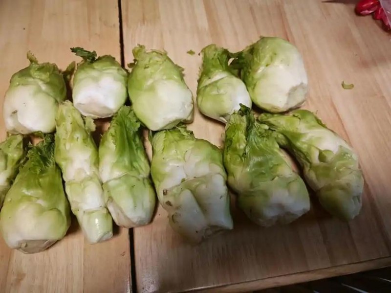 长汀县儿菜高产栽培技术