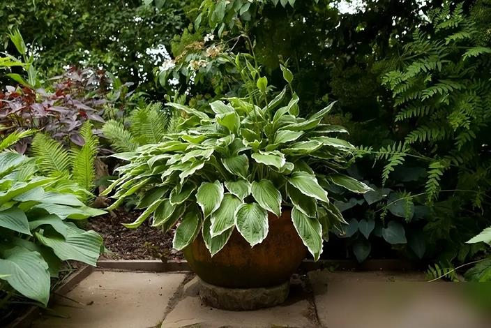 以观赏植物为载体传承优秀文化
