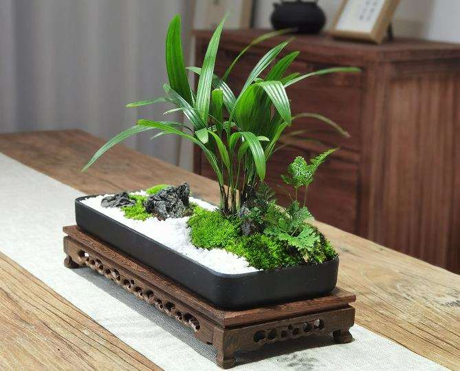 组合盆栽的设计制作和养护管理