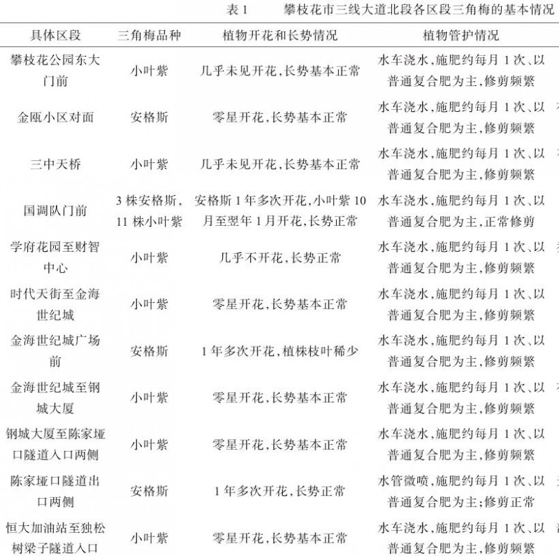 攀枝花市三角梅开花情况调查和分析