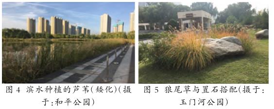4种暖季型观赏草在太原园林中的秋景应用分析