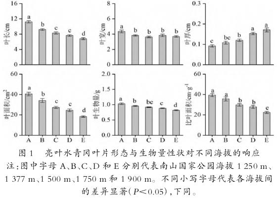 不同海拔环境对亮叶水青冈叶片形态与生物量的影响