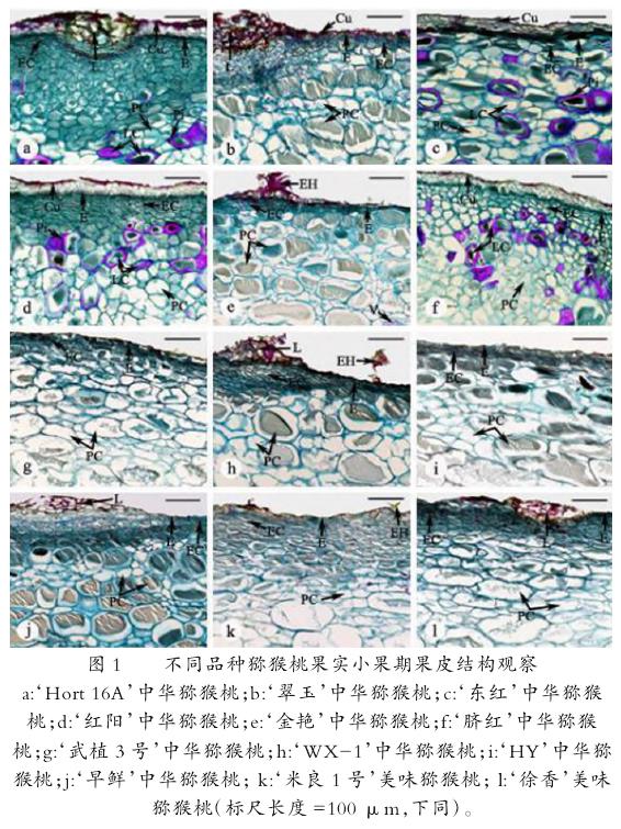 不同品种猕猴桃果实小果期果皮结构观察