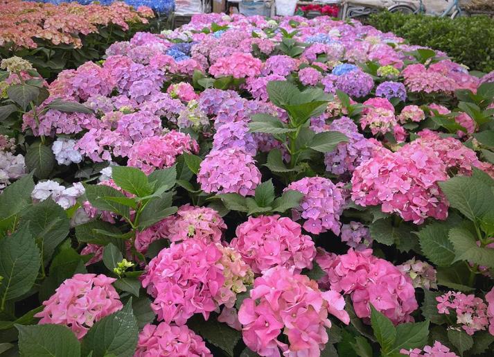 成都市花卉产业发展路径探究