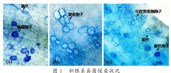 丛枝菌根真菌与印度梨形孢对枳生长与养分的影响