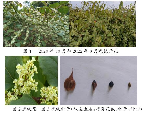 虎杖种子种苗生产与推广应用