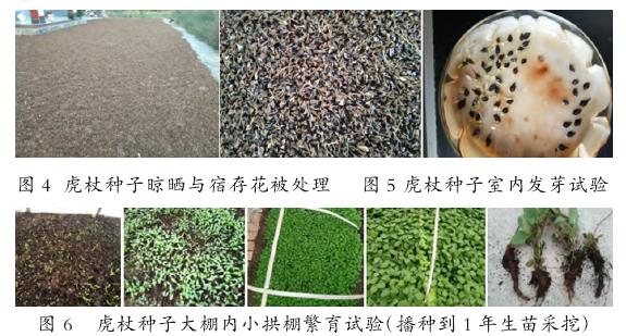 虎杖种子种苗生产与推广应用