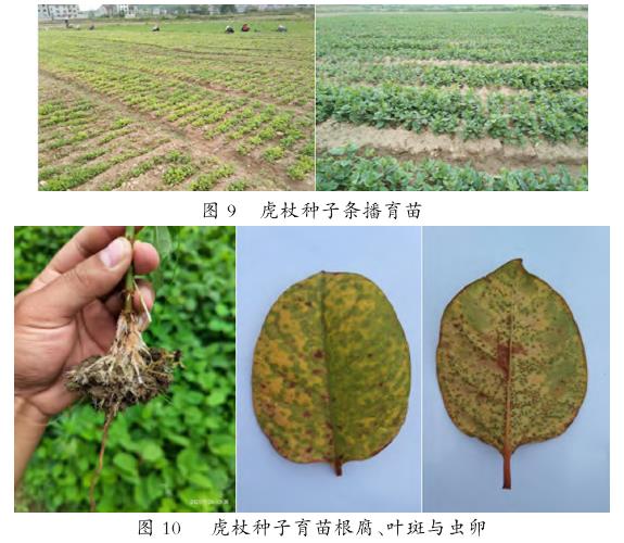 虎杖种子种苗生产与推广应用