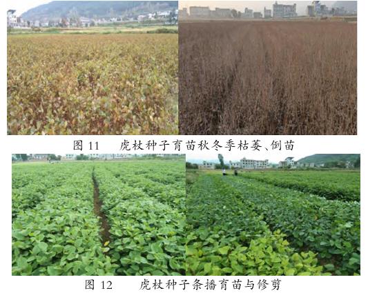 虎杖种子种苗生产与推广应用