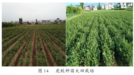 虎杖种子种苗生产与推广应用