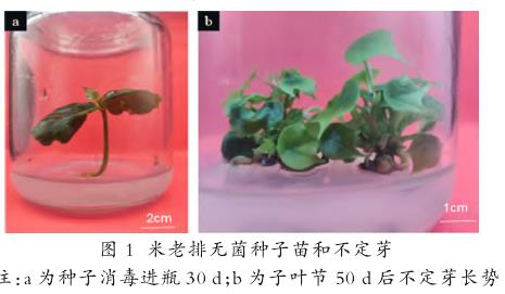米老排子叶节再生体系的建立