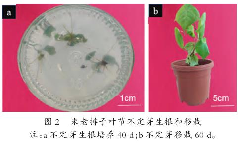 米老排子叶节再生体系的建立