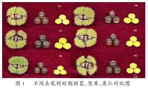 尾梢处理当年对板栗坚果品质的影响