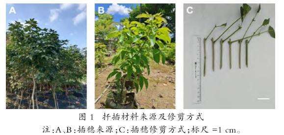 图1：紫花风铃木扦插材料来源图。图A为3年生实生苗枝条（材料一）；图B为2年生嫁接苗‘紫绣球’插穗枝条（材料二）；图C为修剪成型的插穗，保留顶部半片叶，上端平剪下端斜剪。