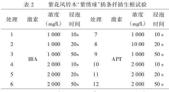 表2：紫花风铃木‘紫绣球’插条激素速蘸生根试验的设计表。列出了12个处理组，均采用速蘸方式，并组合了IBA和APT的不同浓度（1000mg/L和2000mg/L）及浸泡时间（10s和20s）。