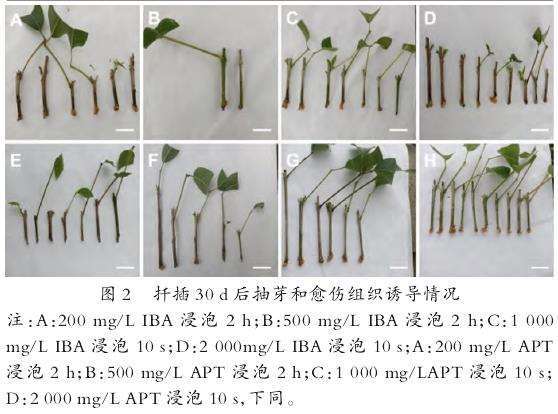 图2：紫花风铃木插穗扦插30天后的愈伤组织诱导和萌芽状态图。显示插穗基部已形成愈伤组织并伴有新芽萌发。