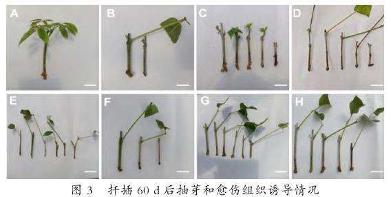 图3：紫花风铃木扦插60天后的根系形成状态图。清晰展示了愈伤组织上形成不定根的情况。