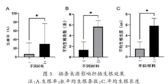 图5：不同生理年龄母树的紫花风铃木插条（材料一：3年生实生苗，材料二：2年生嫁接苗）在生根率、平均根数和平均根长上的比较柱状图。显示材料二（嫁接苗）各项指标均显著优于材料一。