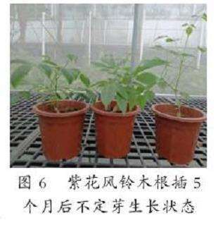 图6：紫花风铃木根插后的生长状态图。根插20天左右开始萌芽，5个月后萌芽率达到33.3%。
