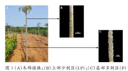 图1：木棉植株的试验材料选取示意图。图中标记了木棉基部多刺区（P，高度1.0-1.3m）和上部少刺区（LP，高度2.3-2.6m）的取样范围。