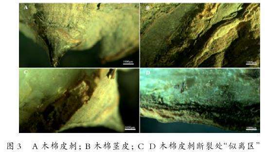 图2-D、E、F：徒手切片下的木棉幼茎切面。图D显示没有皮刺部位的均匀厚度茎秆横切面；图E显示皮层位置细胞增多并向外凸起；图F是皮刺发育初期的纵切面，显示皮刺部位的表皮细胞密度增大且颜色加深。
