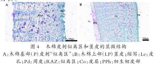 图4：成熟木棉茎干基部多刺区（P）和上部少刺区（LP）的茎皮切片显微结构。图A（P区）的茎皮与皮刺连接处的细胞颜色明显更深，且周皮细胞松散；图B（LP区）的茎皮表层细胞排列紧密，颜色更浅。
