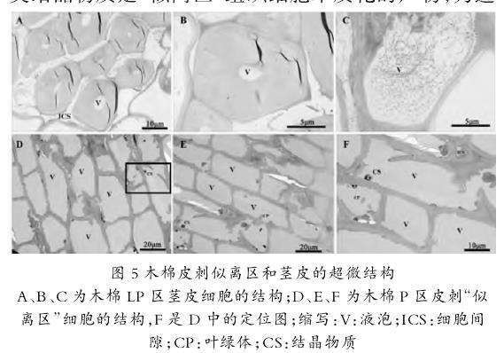 图5：成熟木棉茎干皮刺和茎皮的透射电子显微镜超显微结构图。图A、B、C展示了LP区茎皮细胞结构，其中细胞液泡中无结晶物质。图D、E、F展示了P区皮刺“似离区”细胞结构，其中图F清晰显示细胞内含有结晶物质。