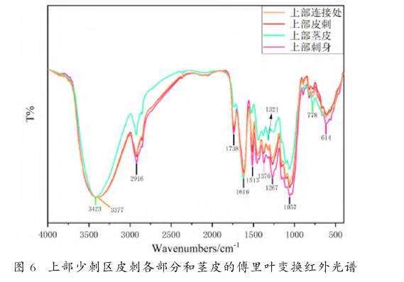 图6：上部少刺区皮刺各部分和茎皮的傅里叶变换红外光谱图。显示皮刺在1738cm-1、1513cm-1、1267cm-1等波段有较强的吸收峰，与茎皮吸收光谱不同。