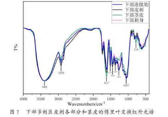 图7：下部多刺区皮刺各部分和茎皮的傅里叶变换红外光谱图。显示基部多刺区的茎皮、皮刺、连接处和刺身在光谱检测水平上不存在显著差异。