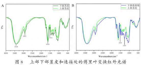 图8：上下部茎皮和皮刺连接处的傅里叶变换红外光谱对比图。图A对比了上下部茎皮，显示下部茎皮（多刺区）芳香族化合物、酚、醇、醚、酯、羧酸化合物含量相较于上部更高。图B对比了上部少刺区茎皮与下部多刺区的皮刺连接处，显示下部皮刺连接处可能含有上部茎皮没有的芳香族化合物和芳香醚类化合物。