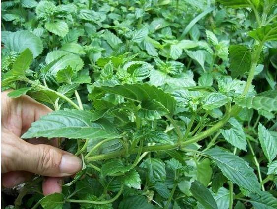 粤北韶关地区凉粉草高产种植技术