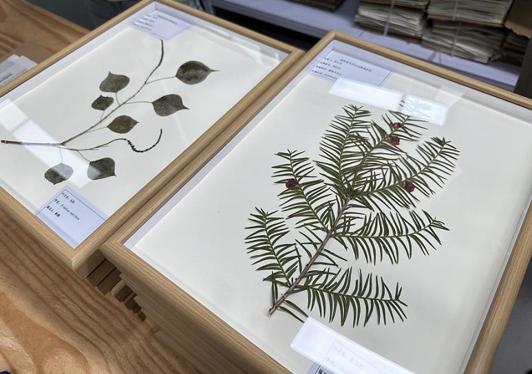 一幅色彩和造型精美的植物押花画作品,展示了押花画作为一种非物质文化遗产,如何利用干燥的植物标本材料进行艺术创作,体现了植物标本在教育领域除了科学教学外的文化和审美价值。