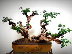 2009年 张小斌对盆景业的倾心相助