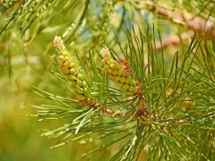 樟子松天然更新状况评估：内蒙古8盟市调查显示报告