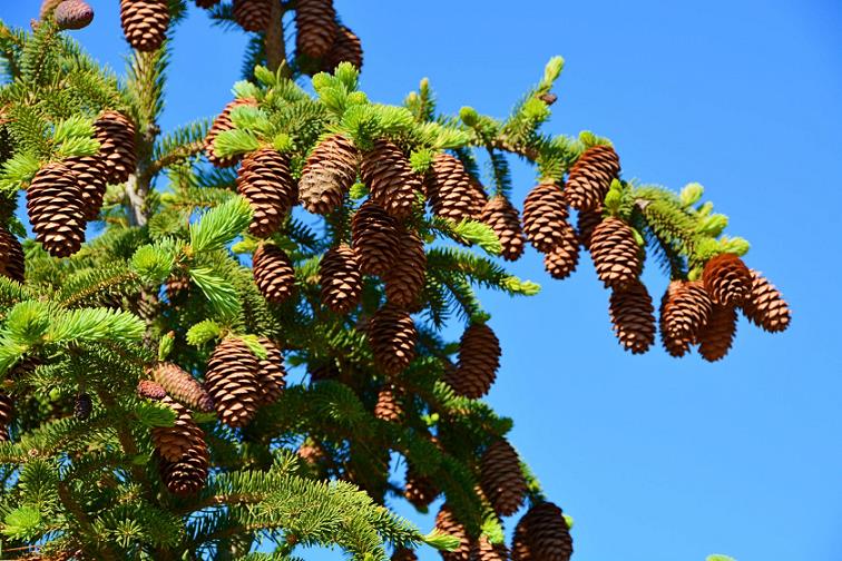 提升青海云杉繁育质量:关键栽培技术与管理要点解析