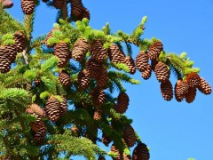 提升青海云杉繁育质量：关键栽培技术与管理要点解析