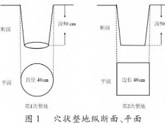 梭梭树繁育栽培与管理：石羊河林场退化林分修复工程技术实践