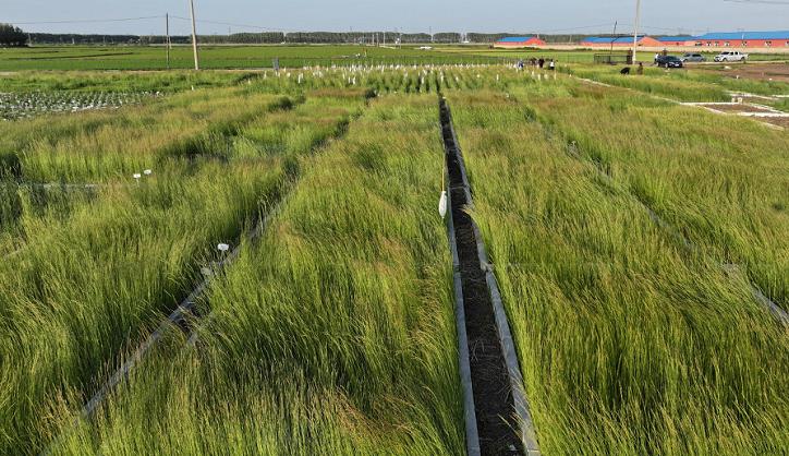 容器育苗对改善局部生长环境的示意图